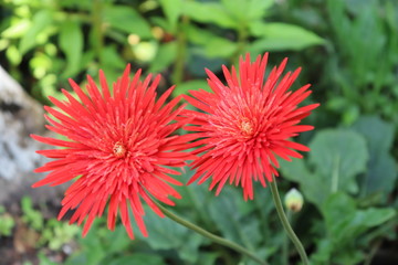 red sunflower