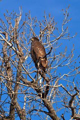 Immature Bald Eagle