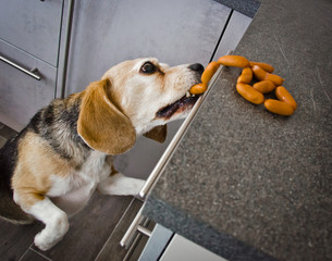 A naughty Beagle, a dog, steals sausages