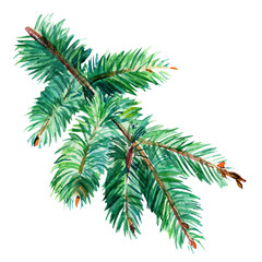spruce branches, christmas tree on an isolated white background,  watercolor illustration
