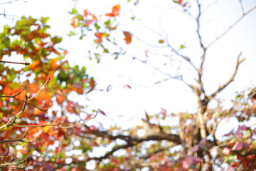 abstract blur autumn background