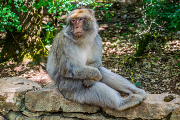 Macaque de Barbarie.