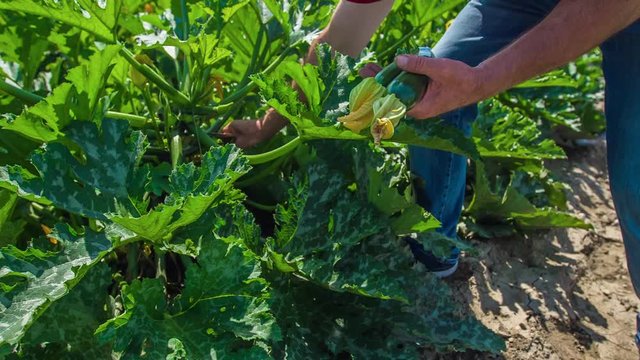 Harvesting zucchini by hand on a farmland, close up slow motion