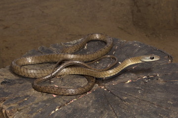 Large eye bronzeback tree snake, Dendrelaphis sp, Colubridae, Silent Valley National Park, Kerala