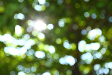 sun light through green tree in nature garden, image blur background