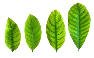 Collection of green long leaves.