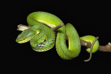 Large scaled pit viper, Trimeresurus macrolepis, Viperidae, Eravikulam National Park, Kerala, India
