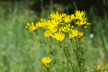  Yellow summer flowers