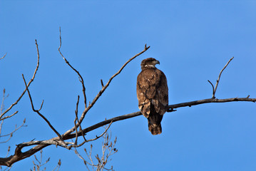 Immature Bald Eagle