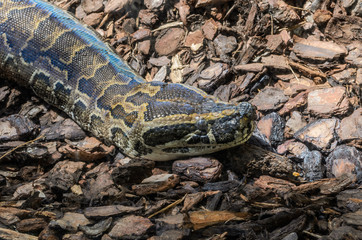 Big multi-colored python snake crawling on the ground