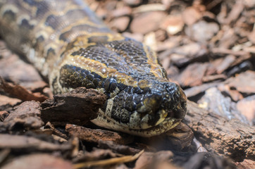Big multi-colored python snake crawling on the ground