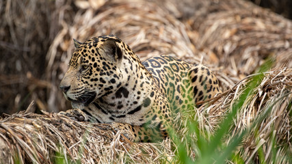 Ein Jaguar liegt auf abgestorbener Vegetation in der Seitenansicht