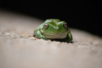 Green Tree Frog  Macro