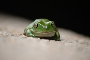 Green Tree Frog  Macro