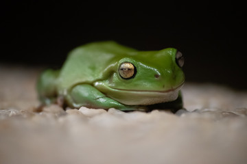 Green Tree Frog  Macro