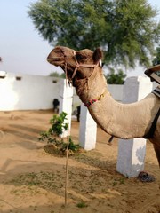 Camel in village 
