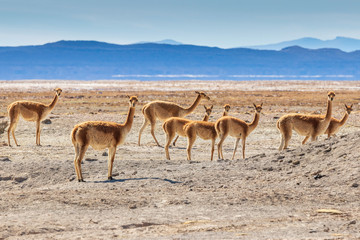 Fototapeta na wymiar Vicunas at Salar de Uyuni the largest salt flat in the world in Bolivia.