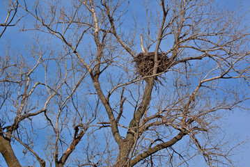 Bald Eagle nest high up in a cottonewood tree