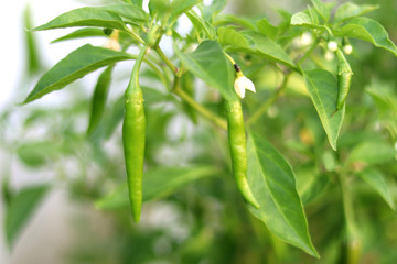 Fresh green chilli on tree in a vegetable garden.