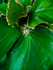 Green Large Closeup of  Leaf with a Fuzzy Center