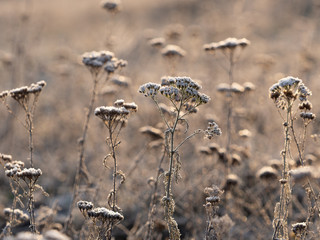 Dry yarrow flowers covered with hoarfrost on a sunny winter morning