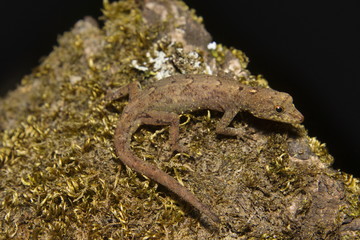 Dwarf gecko, Cnemaspis sp, Gekkonidae, Silent Valley National Park, Kerala. India