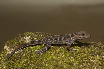 Dwarf gecko, Cnemaspis sp, Gekkonidae, Thenmala, Kerala.