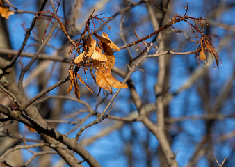 Dry maple seeds on a branch on a sunny autumn day on a background of blue sky and tree branches