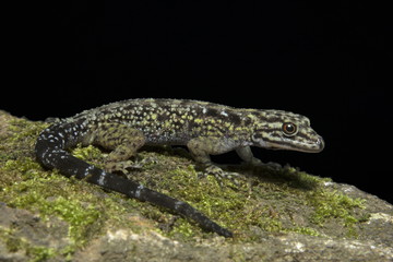 Dwarf gecko, female Cnemaspis sp, Gekkonidae, Wildlife sanctuary, Kerala, India