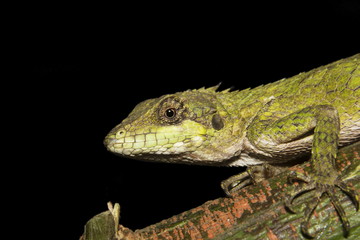 Anaimalai spiny lizard, Salea anamallayana, Agamidae at Anamudi shola National Park in Kerala, India.
