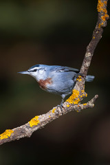 Cute little bird. Autumn nature background. Bird: Krupers Nuthatch. Sitta krueperi.