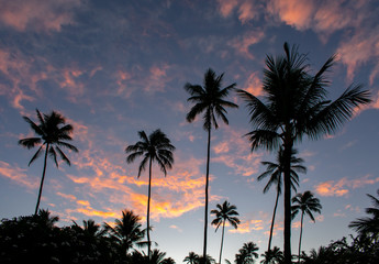 Fototapeta na wymiar A sunrise glows in the sky behind tall coconut palm trees on Kauai, Hawaii, a tropical background with room for text.