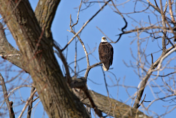Adult Bald Eagle