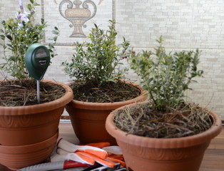 On the table are a container with fresh green lingonberries Coral variety and a device for measuring soil acidity.