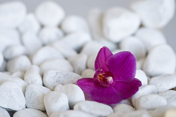 Obraz na płótnie Canvas Pink Orchid Flower On Pebble