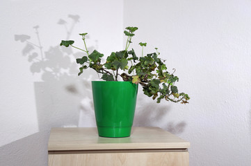 Potted green plant in white flowerpot on wooden shelf in front of white wall 