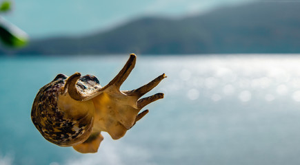 A shell floating in the air. Close-up. In the background is a blue ocean and a tropical island. The sky is flooded with sunlight. Copy space.