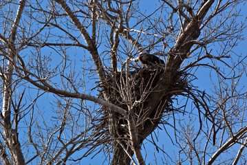 Bald Eagle perched on their nest