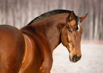 Belorussian draft horse
