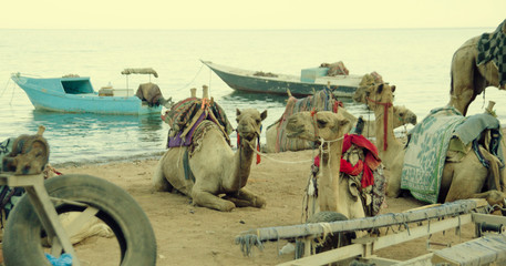 Camels have a rest on the coast