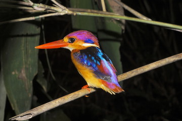 Oriental dwarf kingfisher, Ceyx erithaca, Alcedinidae, Thenmala, Kerala, India