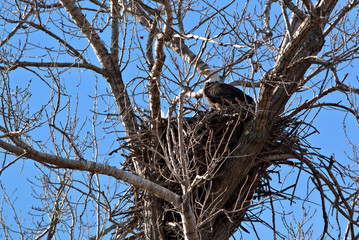 Bald Eagle perched becide their nest