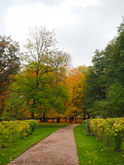Beautiful winter garden The leaves are changing color