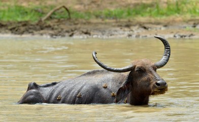 Water Buffalo and frogs. / Refreshment of Water buffalo.  Male water buffalo bathing in the pond in...