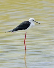 Obraz premium Black-winged stilt - Himantopus Himantopus in the pond.