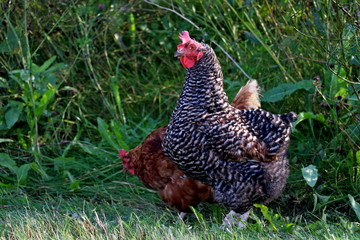 Cock on the side of the road, blurred background
