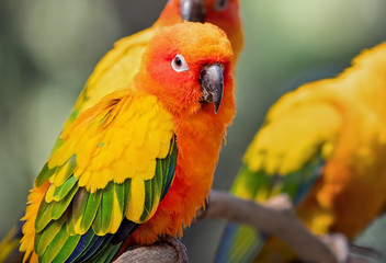 Close up Sun Conure Parrot Perched on Branch Isolated on Background