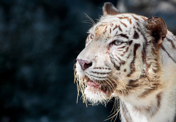 Close up Head of White Bengal Tiger Isolated on Background with Copy Space