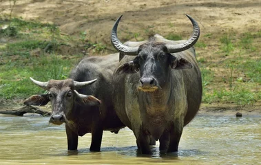Fotobehang Verfrissing van waterbuffels. Wijfje en kalf van waterbuffels die in de vijver in Sri Lanka baden. De wilde waterbuffel van Sri Lanka (Bubalus arnee migona), © Uryadnikov Sergey