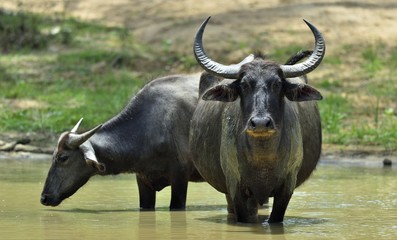Verfrissing van waterbuffels. Wijfje en kalf van waterbuffels die in de vijver in Sri Lanka baden. De wilde waterbuffel van Sri Lanka (Bubalus arnee migona),